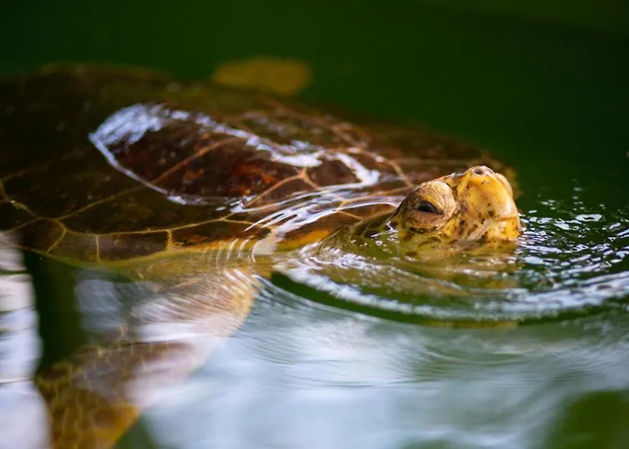 Exclusive Paradise 1 Вилла Дальян