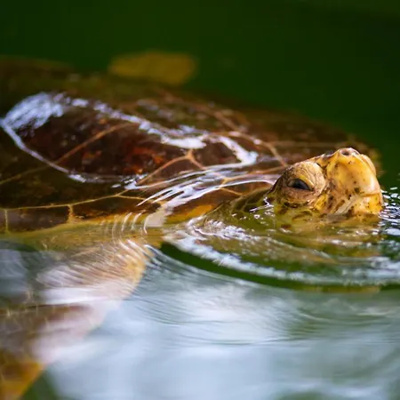 Exclusive Paradise 1 Villa Dalyan